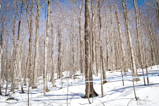 Maple Syrup 101: How Maple Syrup is Made – The Woods